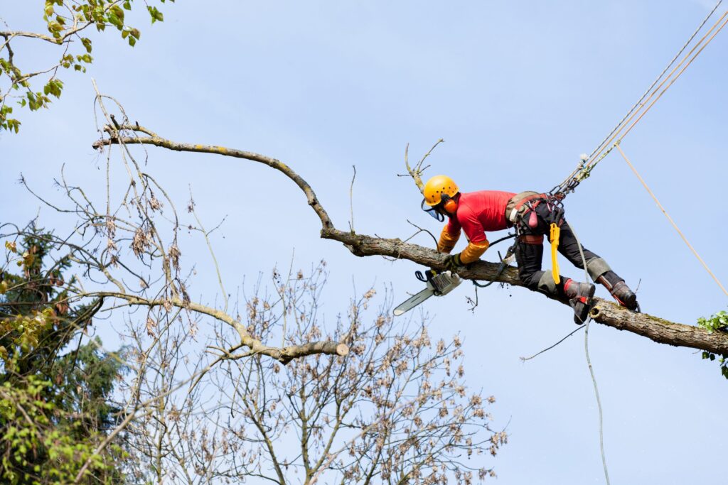 Arborist Services