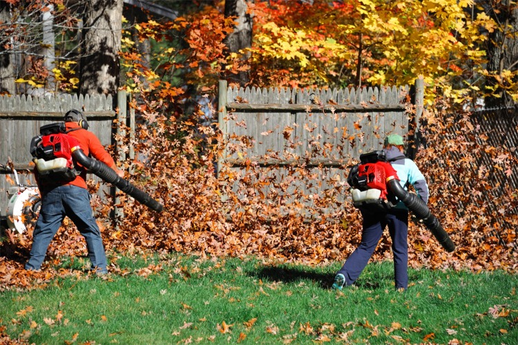 Fall Cleanup Edmonton