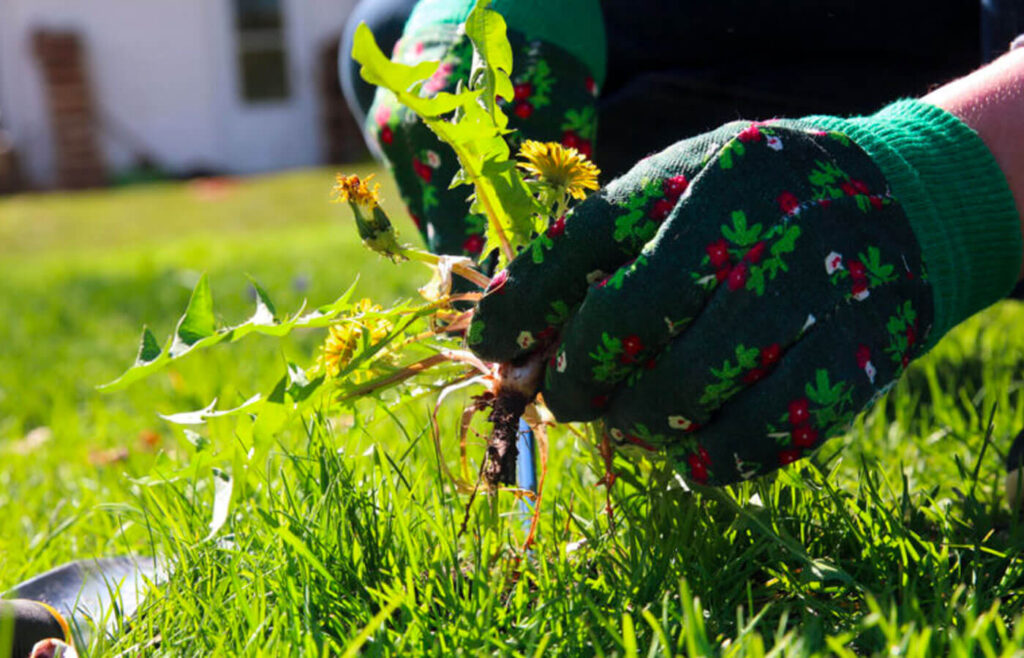 weed fertilizer